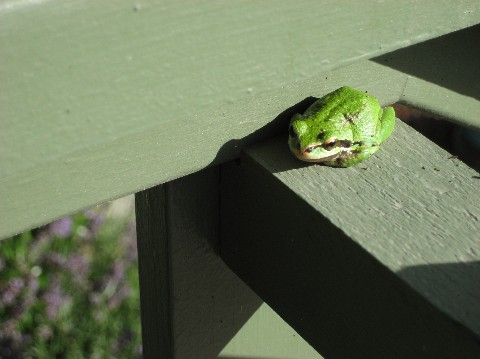july-025-frog-medium-web-view.jpg